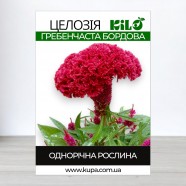 Насіння квітів Целозія гребінчаста бордова, 50г
